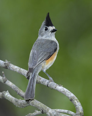 BLACK-CRESTED TITMOUSE