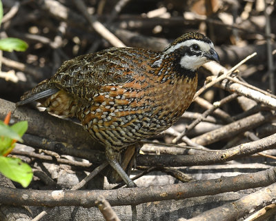 NORTHERN BOBWHITE