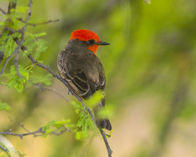 VERMILLION FLYCATCHER