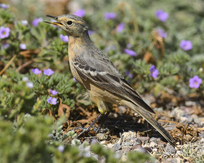 AMERICAN PIPIT