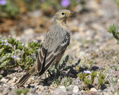 AMERICAN PIPIT