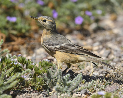 AMERICAN PIPIT