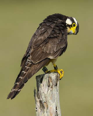 APLOMADO FALCON