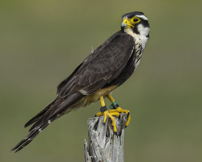 APLOMADO FALCON