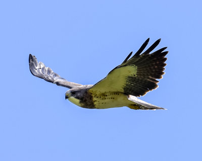 SWAINSON'S HAWK