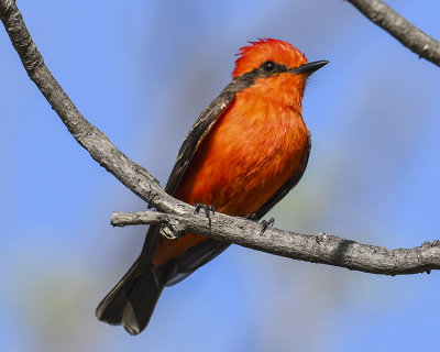 VERMILLION FLYCATCHER