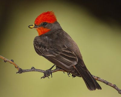 VERMILLION FLYCATCHER