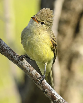 NORTHERN BEARDLESS-TYRANNULET