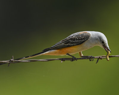 SCISSOR-TAILED FLYCATCHER