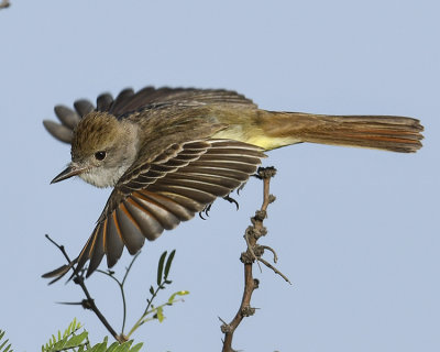ASH-THROATED FLYCATCHER
