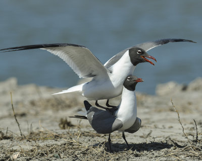 LAUGHING GULL