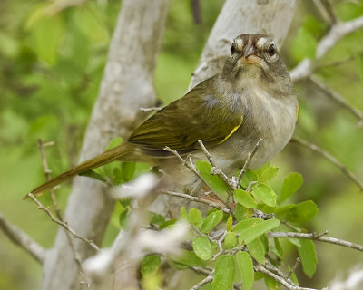 OLIVE SPARROW