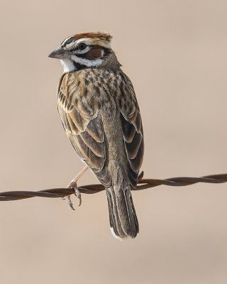 LARK SPARROW