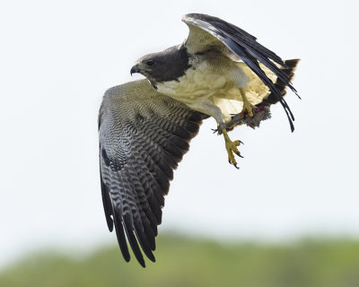 WHITE-TAILED HAWK