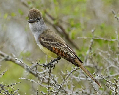 BROWN-CRESTED FLYCATCHER
