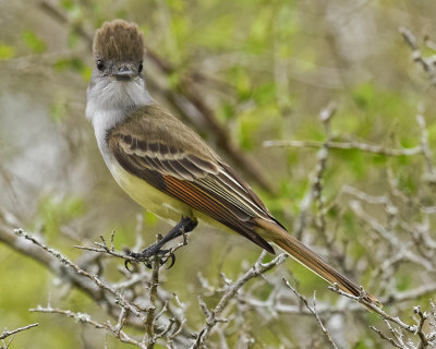 BROWN-CRESTED FLYCATCHER