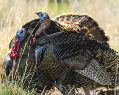 WILD TURKEY