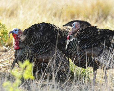 WILD TURKEY