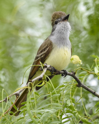 BROWN-CRESTED FLYCATCHER