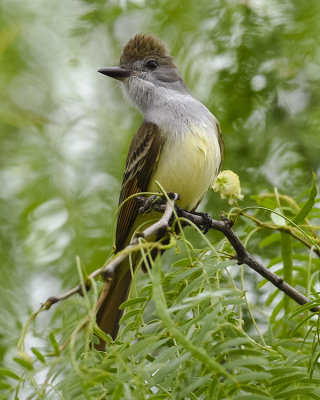 BROWN-CRESTED FLYCATCHER