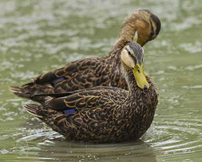 MOTTLED DUCK ♀ (Front)