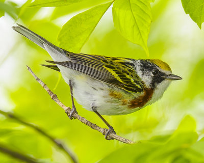 CHESTNUT-SIDED WARBLER