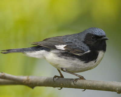 BLACK-THROATED BLUE WARBLER