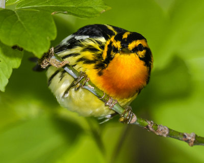 BLACKBURNIAN WARBLER