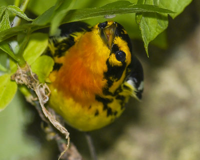 BLACKBURNIAN WARBLER