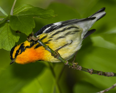 BLACKBURNIAN WARBLER