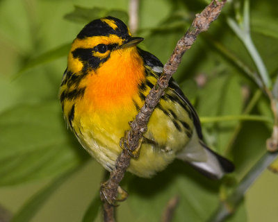 BLACKBURNIAN WARBLER