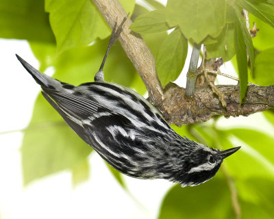 BLACK AND WHITE WARBLER