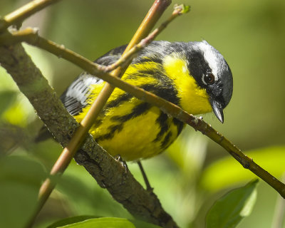 MAGNOLIA WARBLER
