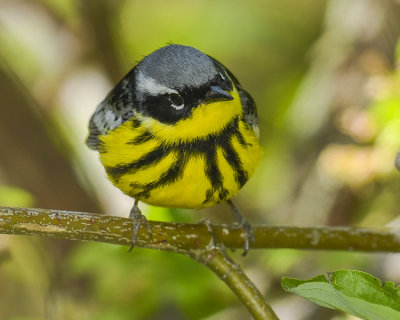 MAGNOLIA WARBLER