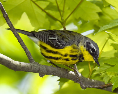 MAGNOLIA WARBLER