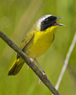 COMMON YELLOWTHROAT