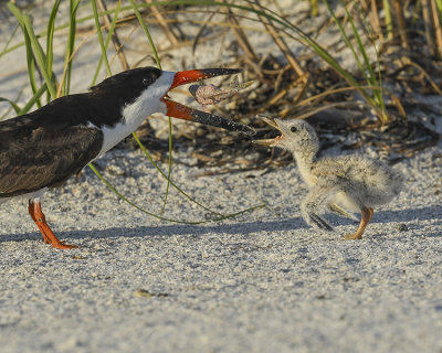 BLACK SKIMMER