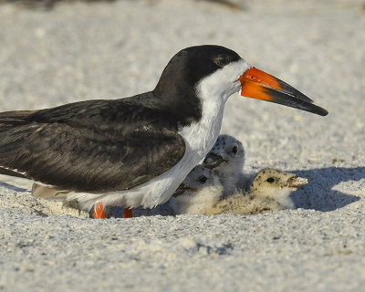 BLACK SKIMMER