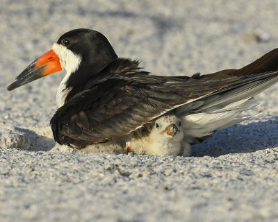 BLACK SKIMMER