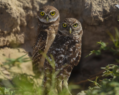 BURROWING OWL