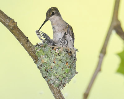 RUBY-THROATED HUMMMINGBIRD