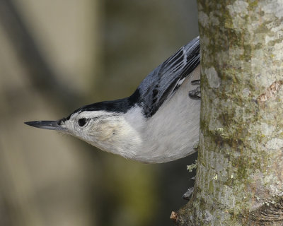 WHITE-BREASTED NUTHATCH