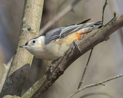 WHITE-BREASTED NUTHATCH