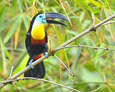 CHANNEL-BILLED TOUCAN