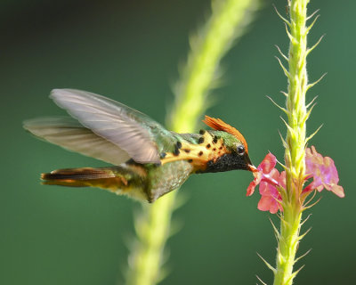 TUFTED COQUETTE