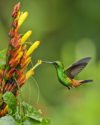 COPPER-RUMPED HUMMINGBIRD