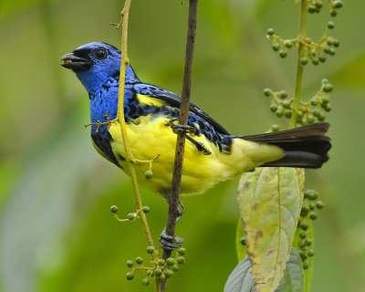 TURQUOISE TANAGER