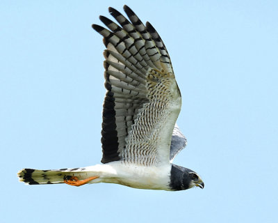 LONG-WINGED HARRIER (white morph)