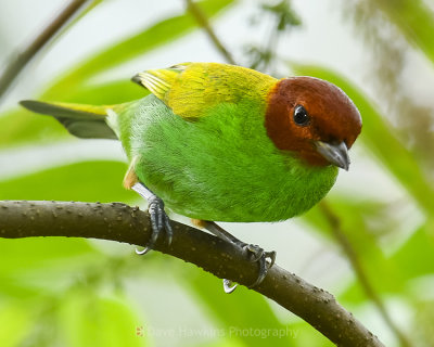 BAY-HEADED TANAGER