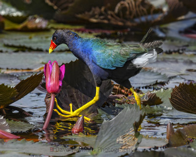 PURPLE GALLINULE